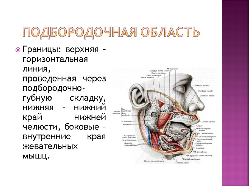 подбородочная область Границы: верхняя – горизонтальная линия, проведенная через подбородочно-губную складку, нижняя – нижний подбородочная область Границы: верхняя – горизонтальная линия, проведенная через подбородочно-губную складку, нижняя – нижний